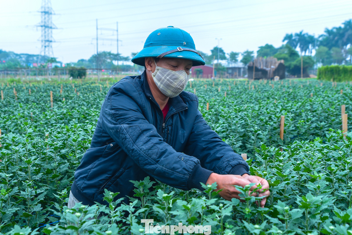 Anh Phan Hữu - người trồng hoa cúc lâu năm ở làng Tây Tựu - cho biết, tranh thủ buổi sáng anh xuống vườn để ngắt những bông cúc nhỏ, không đạt chất lượng, chỉ để lại nụ chính to để hoa bung nở đẹp. "Hoa cúc trồng mất tầm 3-4 tháng là được thu hoạch, vườn nhà tôi hơn 3 vạn bông, việc chăm sóc cũng khá vất vả, phải xem thời tiết thay đổi để ứng biến", anh Hữu chia sẻ.