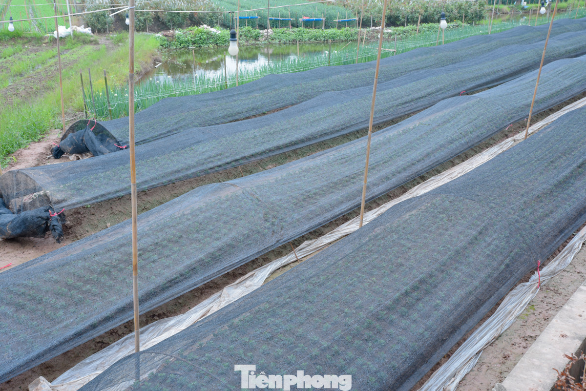 Để đảm bảo hoa nở vào đúng dịp Tết Nguyên đán, hầu hết ruộng hoa tại đây đều được trồng trong nhà lưới để đỡ chịu ảnh hưởng của thời tiết.