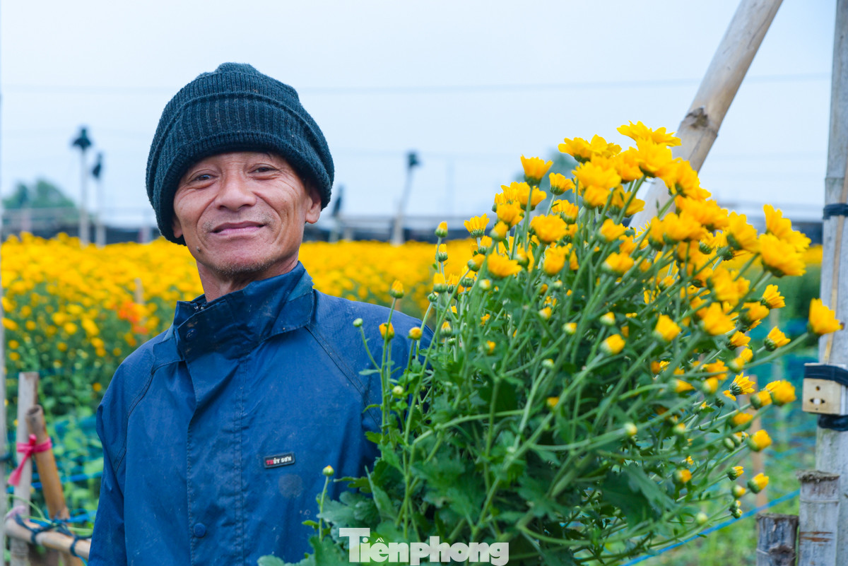 "Hoa nhà tôi một số đã nở thì bán ngay, còn lại thì để đến Tết Giáp Thìn 2024. Hiện, giá hoa cúc khoảng 80.000 - 100.000 đồng cho 50 bông. Tết thì có thể sẽ cao hơn nữa", ông Nguyễn Khắc Tuyến chia sẻ.