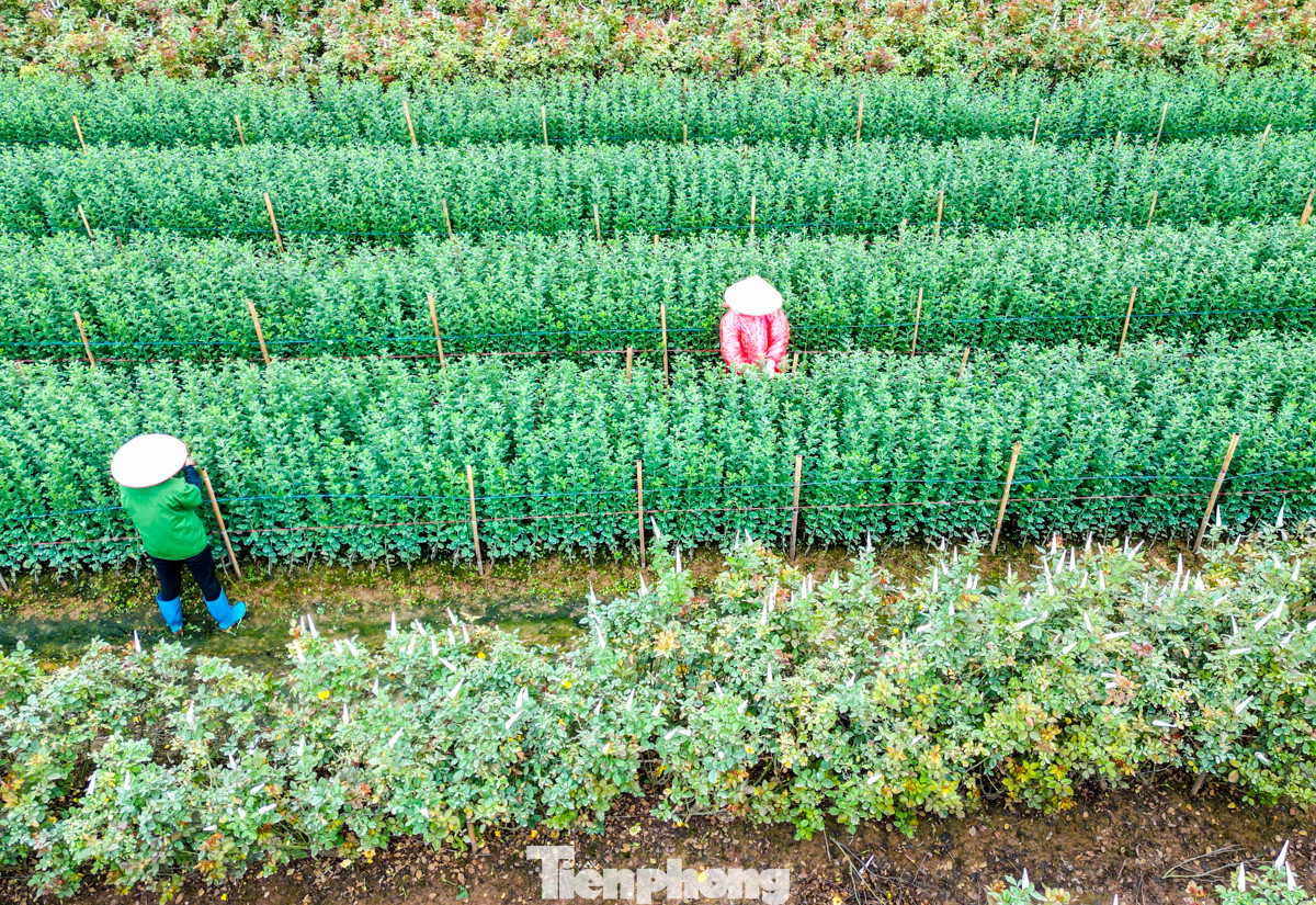 Những ngày này, người nông dân Tây Tựu tranh thủ xuống vườn chăm sóc các diện tích hoa đã trồng để phục vụ cho dịp Tết Nguyên Đán sắp tới.