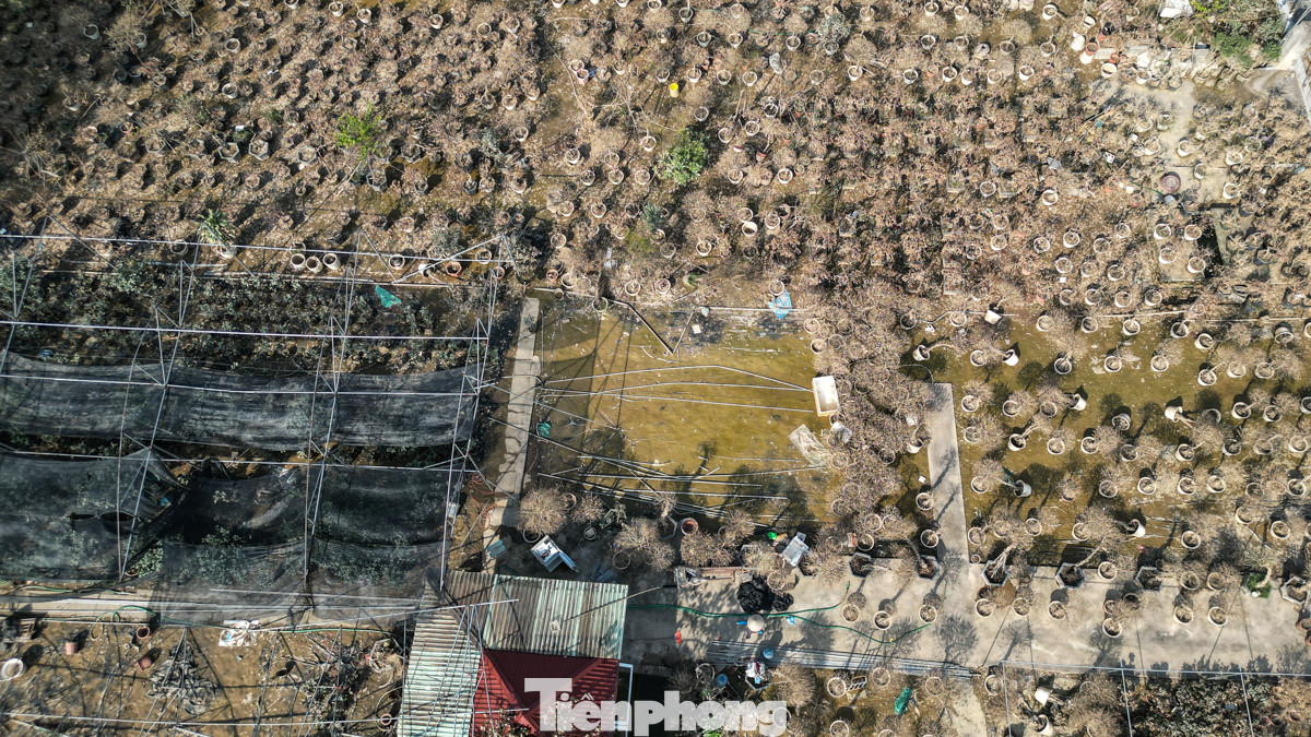 Hàng nghìn gốc cây, chậu hoa do bị ngâm trong nước nhiều ngày dẫn đến thối gốc và hỏng lá.