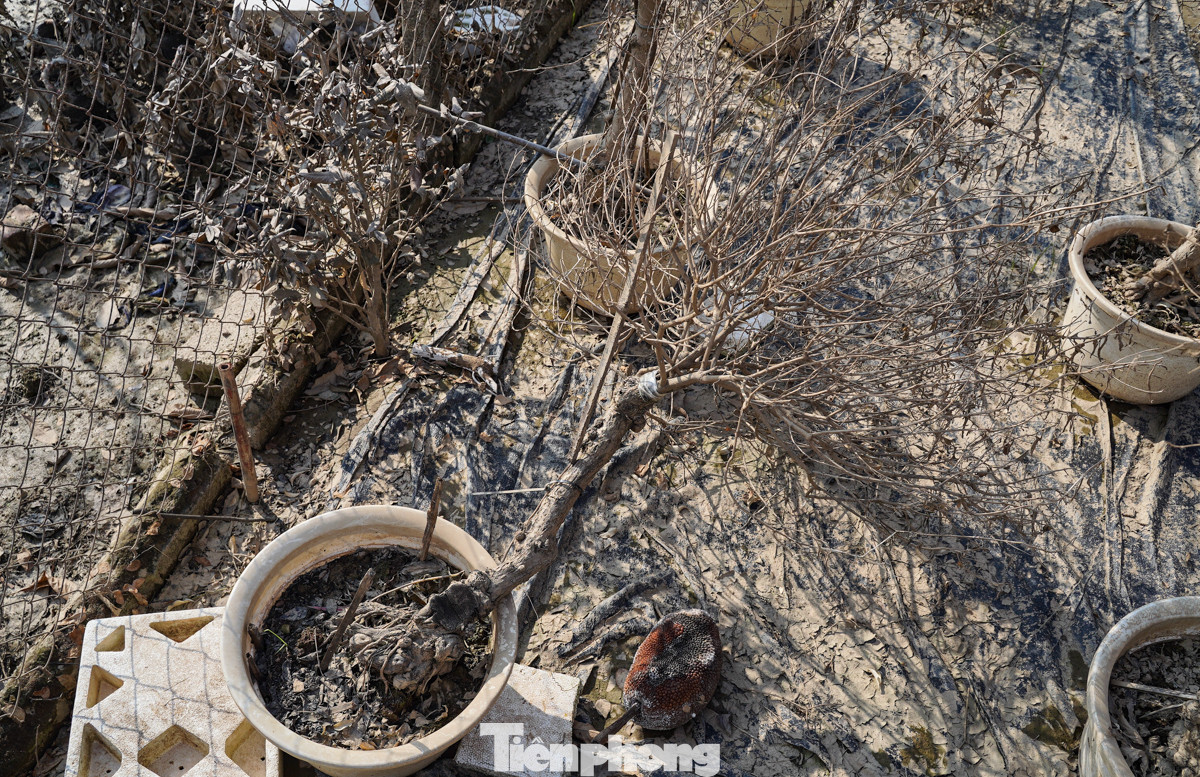 Trận lũ đã cuốn phăng tất cả, để lại những nỗi đau và khó khăn cho người dân Phụng Công. Họ không chỉ mất đi tài sản mà còn phải đối mặt với nhiều thách thức khi phục hồi lại vườn cây, "Của mất người còn là may mắn lắm rồi, có sức chúng tôi sẽ sớm phủ xanh lại vườn cây như trước đây", một người dân lạc quan chia sẻ.