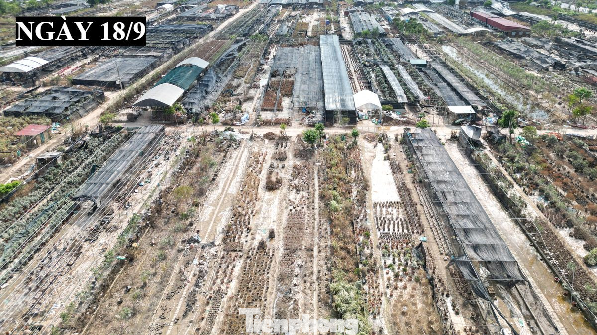 Ảnh so sánh làng hoa Phụng Công vào ngày nước lên cao (ngày 12/9) và hiện tại khi nước rút (ngày 18/9).