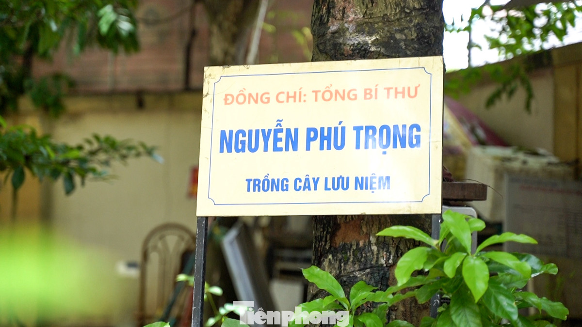 Cây lộc vừng Tổng Bí thư Nguyễn Phú Trọng trồng trong dịp về thăm nhà trường năm 2014.