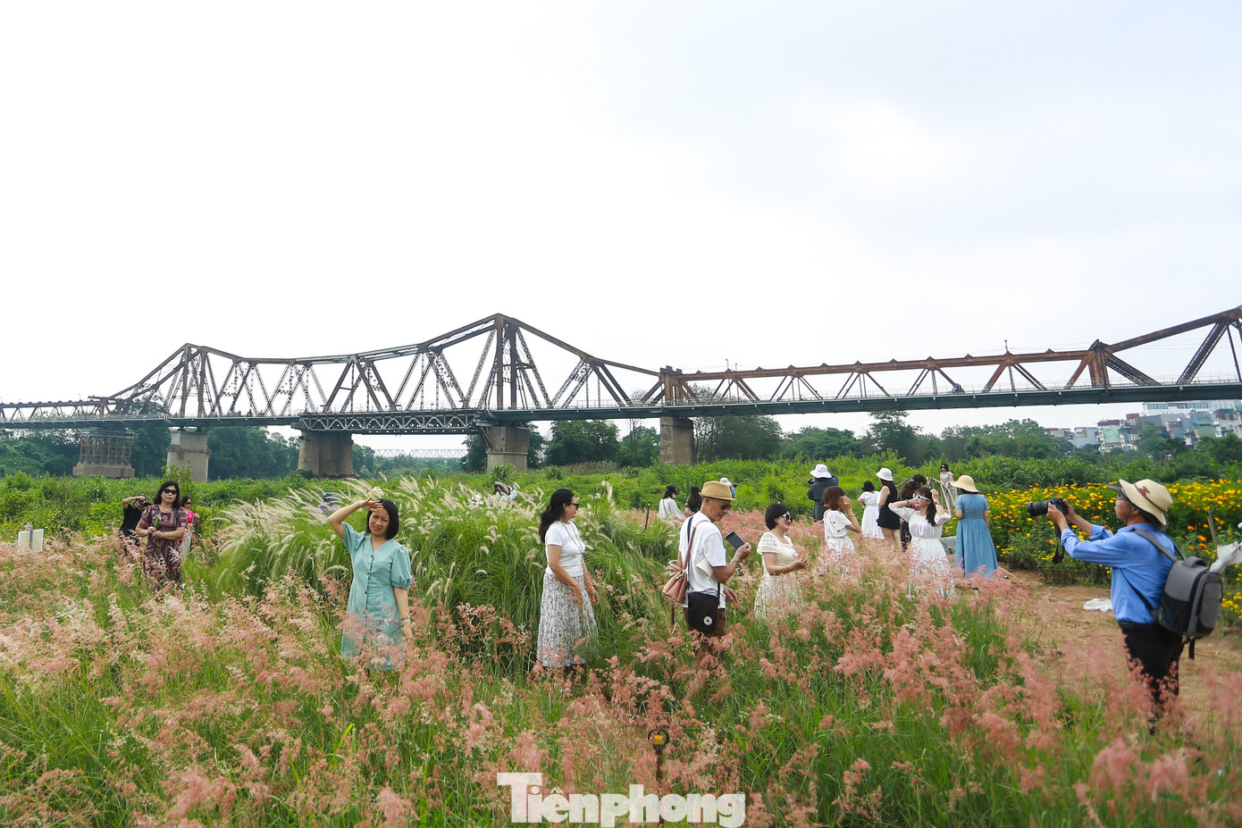 Ngay dưới chân cầu Long Biên, bãi cỏ hồng thơ mộng tại Bến hoa Phúc Xá đang trở thành điểm check-in mới, thu hút đông đảo hội chị em đến chụp ảnh mỗi ngày.