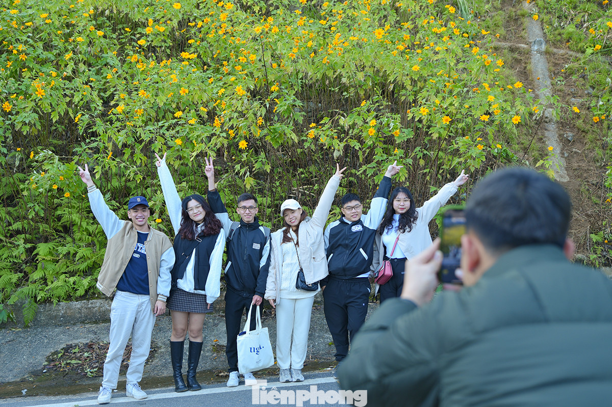 Từng nhóm các bạn trẻ tạo dáng bên hoa dã quỳ.