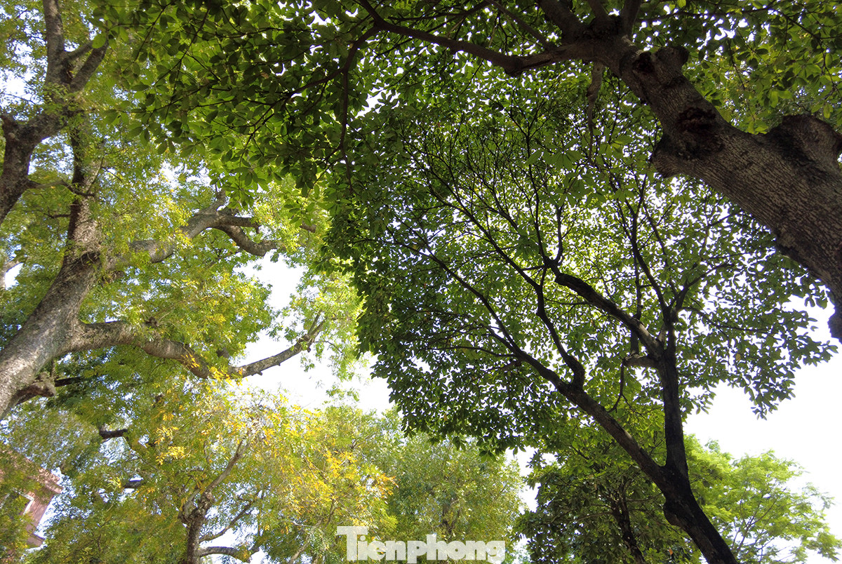 Những tán cây đan xen vào nhau ôm trọn tuyến đường.