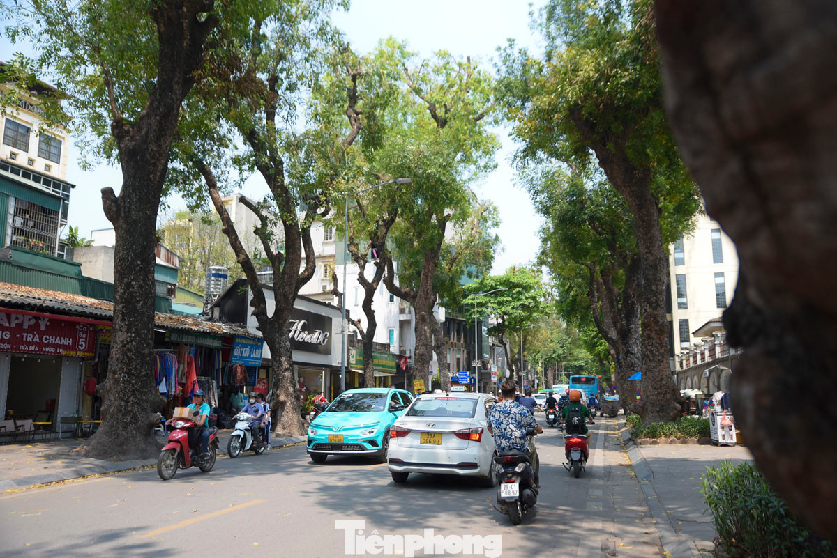 Phố Lò Đúc có nét đặc trưng của Hà Nội bởi ở đây được trồng hàng chục cây sao đen, có cây tuổi đời lên tới cả trăm năm. Hiện dãy phố có hàng chục cây sao đen cổ thụ đường kính từ 80-90 cm, cao hơn 20m, thân cao vút thẳng đứng, tán lá xanh tươi tỏa bóng.