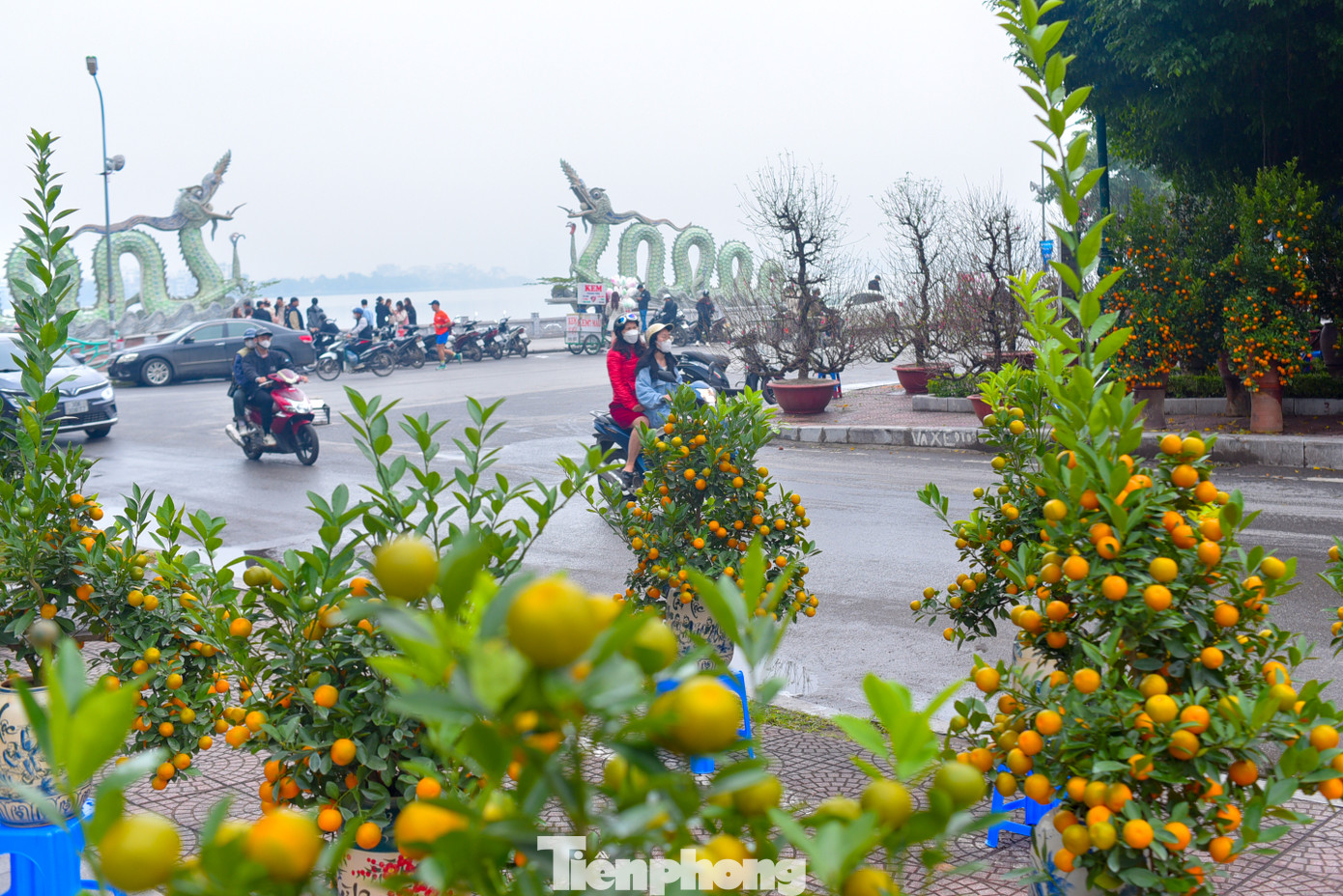 Còn hơn 20 ngày nữa là Tết Giáp Thìn, trên nhiều tuyến phố thủ đô Hà Nội đã có nhiều vựa hoa, cây cảnh bày bán. Còn hơn 20 ngày nữa là Tết Giáp Thìn, trên nhiều tuyến phố thủ đô Hà Nội đã có nhiều vựa hoa, cây cảnh bày bán.