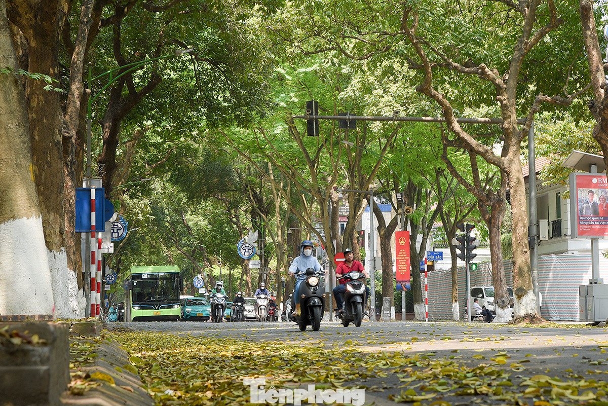 Những ngày cuối tháng 4, khi di chuyển dọc các tuyến phố ở Hà Nội như: Phan Đình Phùng, Hoàng Diệu, Lò Đúc... có thể cảm nhận được sự trong lành, dịu mát bởi những hàng cây cổ thụ bên đường.
