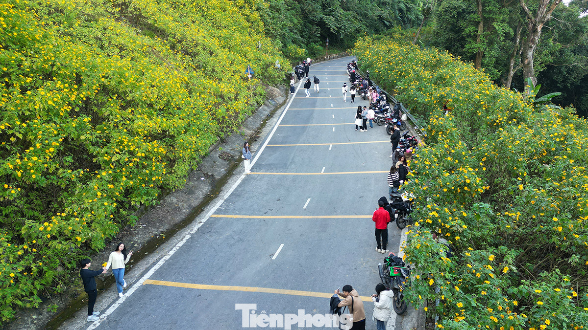 Vườn Quốc gia Ba Vì (Ba Vì, Hà Nội) cách trung tâm Hà Nội khoảng 50km về phía tây. Không khí trong lành, tại đây, các bạn trẻ được thỏa sức khoe dáng "sống ảo" bên sắc vàng rực của loài hoa này vào đợt cuối thu đầu đông hằng năm.