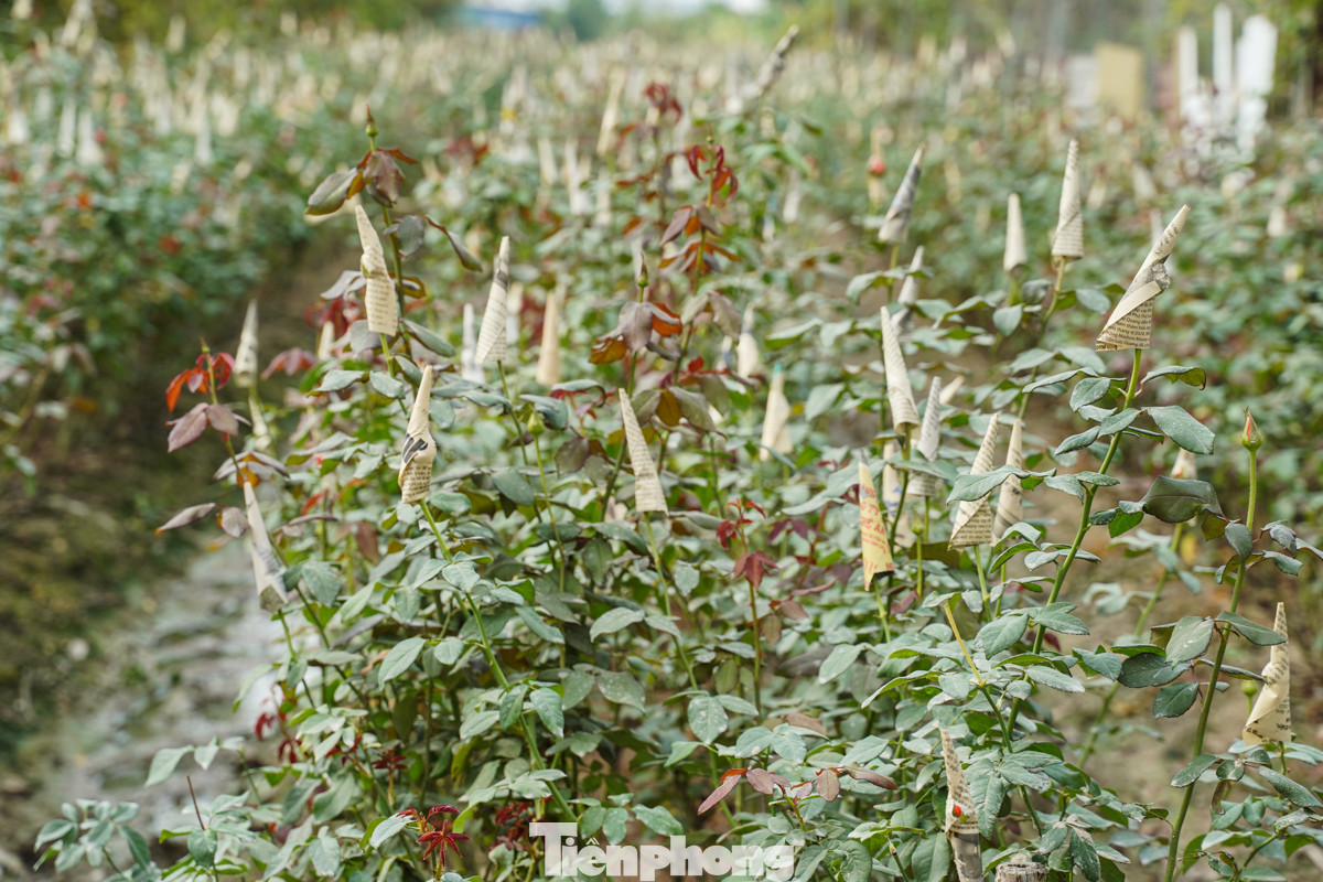 Không chỉ hoa hồng, vùng trồng hoa Mê Linh (Hà Nội) với hơn 600 ha diện tích còn canh tác đa dạng các loài hoa khác như cúc, hoa ly, dạ yến thảo...