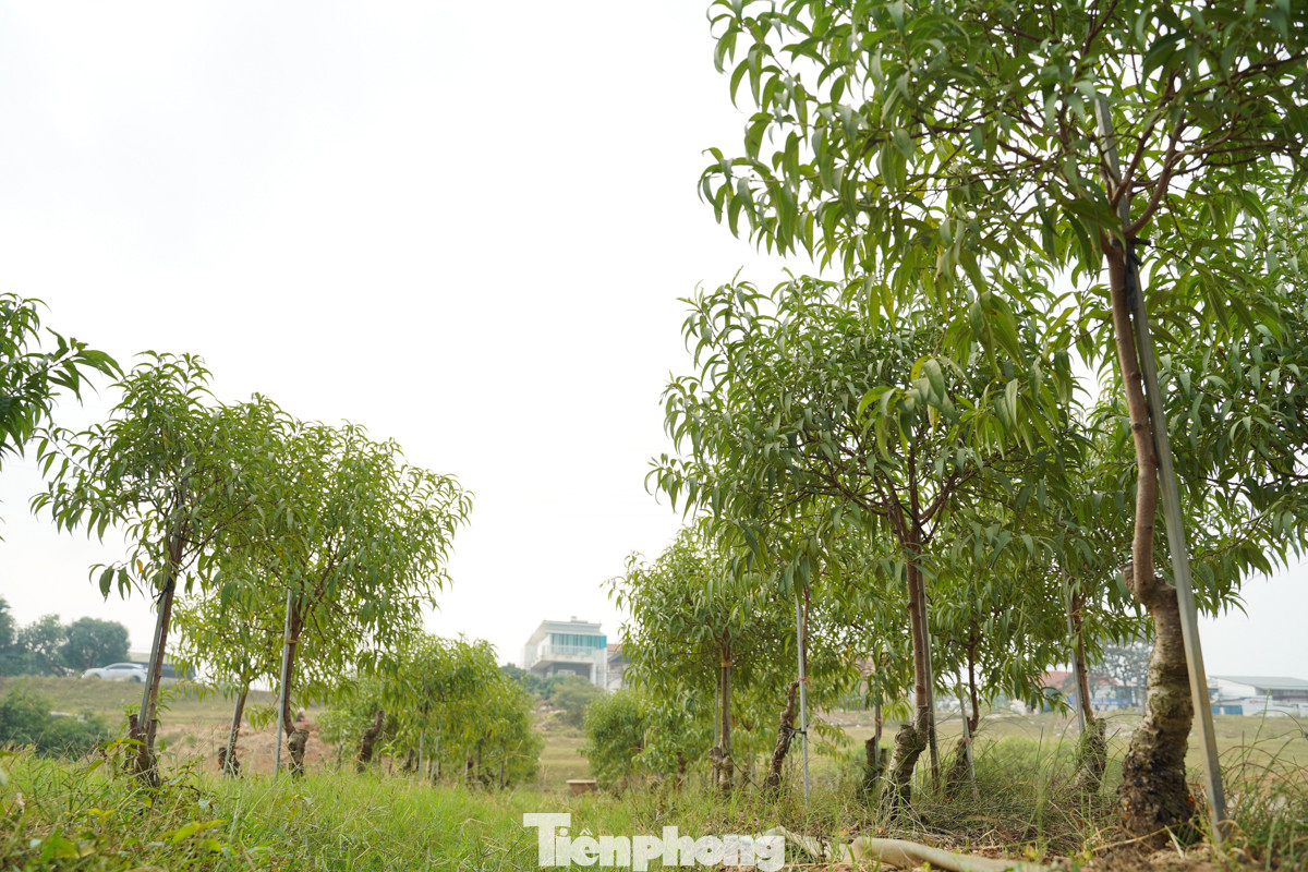 Các hộ trồng đào tại Mê Linh cũng đang hối hả tuốt lá, chuẩn bị cho công đoạn nuôi mắt để thúc đẩy đào ra nụ, sẵn sàng phục vụ dịp Tết Nguyên đán Ất Tỵ 2025.