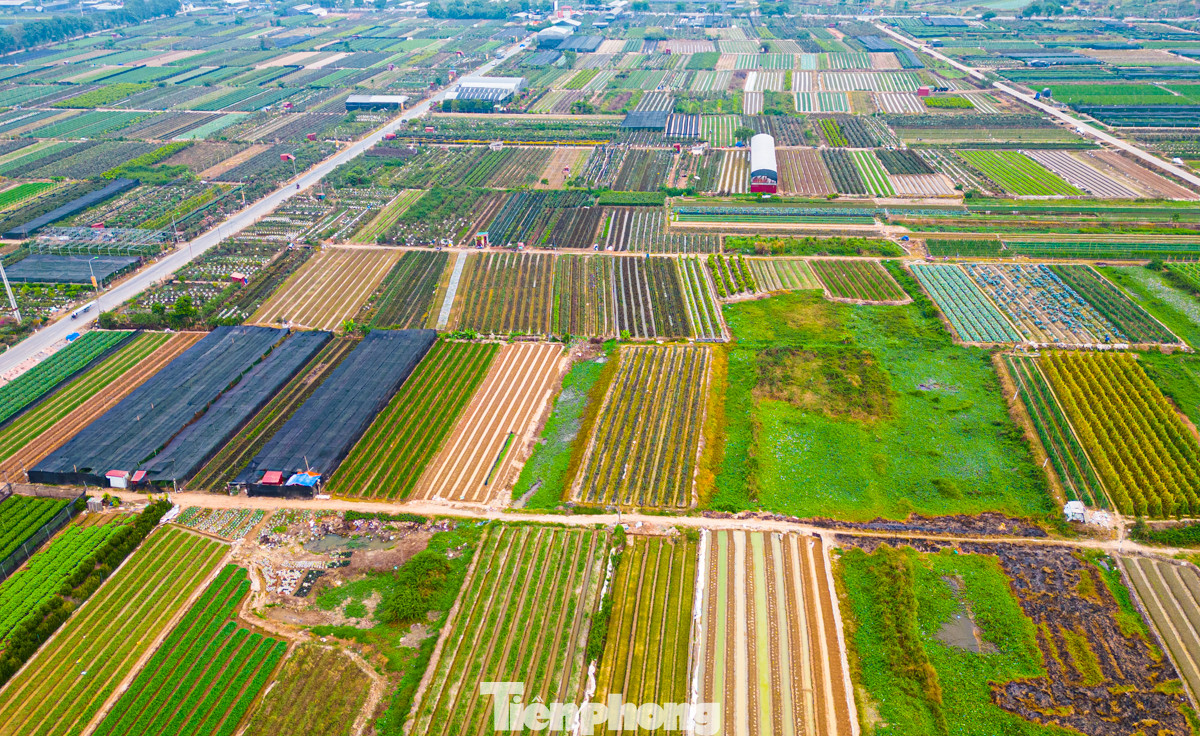Để chuẩn bị cho Tết Nguyên đán 2025, những ngày này, nhiều chủ vườn tại huyện Mê Linh (Hà Nội) đã tất bật ra vườn chăm sóc hoa và chuẩn bị các mẫu mã để cung ứng cho thị trường.