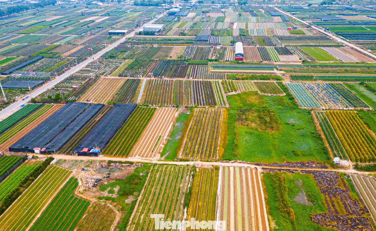 Để chuẩn bị cho Tết Nguyên đán 2025, những ngày này, nhiều chủ vườn tại huyện Mê Linh (Hà Nội) đã tất bật ra vườn chăm sóc hoa và chuẩn bị các mẫu mã để cung ứng cho thị trường.