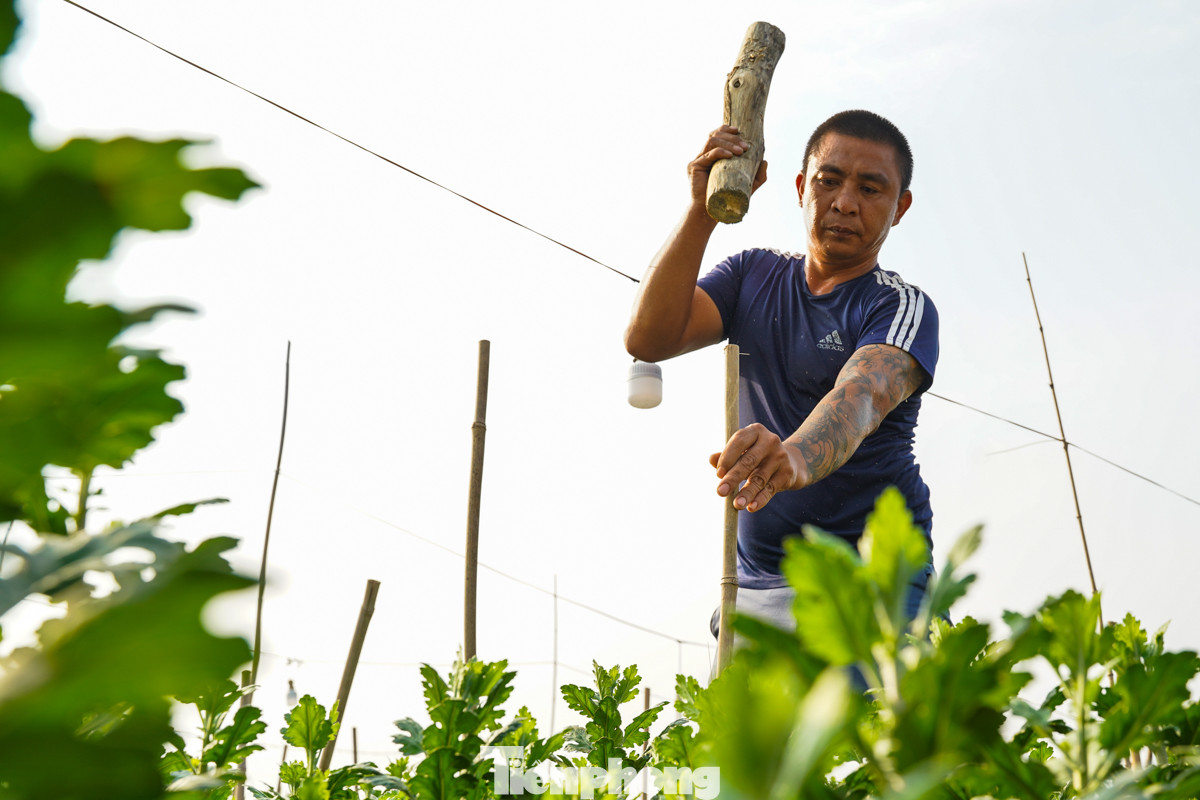 Ông Nguyễn Thế Ngọc (làng hoa Mê Linh) đang đóng cọc căng lưới để bảo vệ vườn hoa. "Năm nay tôi chủ yếu trồng hoa cúc để bán Tết, thị trường hiện cũng ổn vì lượng cung cũng không quá nhiều", ông Ngọc cho biết.