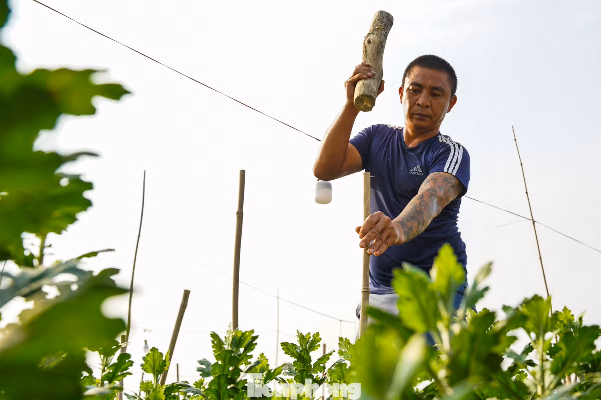 Ông Nguyễn Thế Ngọc (làng hoa Mê Linh) đang đóng cọc căng lưới để bảo vệ vườn hoa. "Năm nay tôi chủ yếu trồng hoa cúc để bán Tết, thị trường hiện cũng ổn vì lượng cung cũng không quá nhiều", ông Ngọc cho biết.