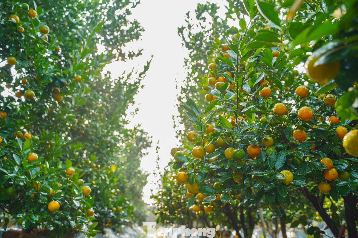 Bên cạnh chuyên canh hoa thời vụ, người dân nơi đây còn trồng nhiều loại cây phục vụ cho Tết như quất, đào và bưởi.