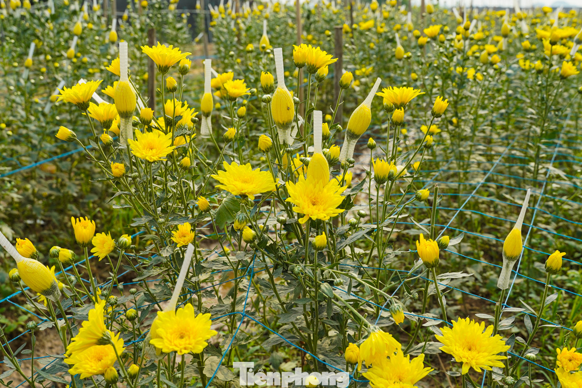 Các loài hoa như dạ yến thảo, ngọc thảo, lay ơn, đồng tiền, hồng và ly... được trồng sẵn trong chậu và ra hàng quanh năm.