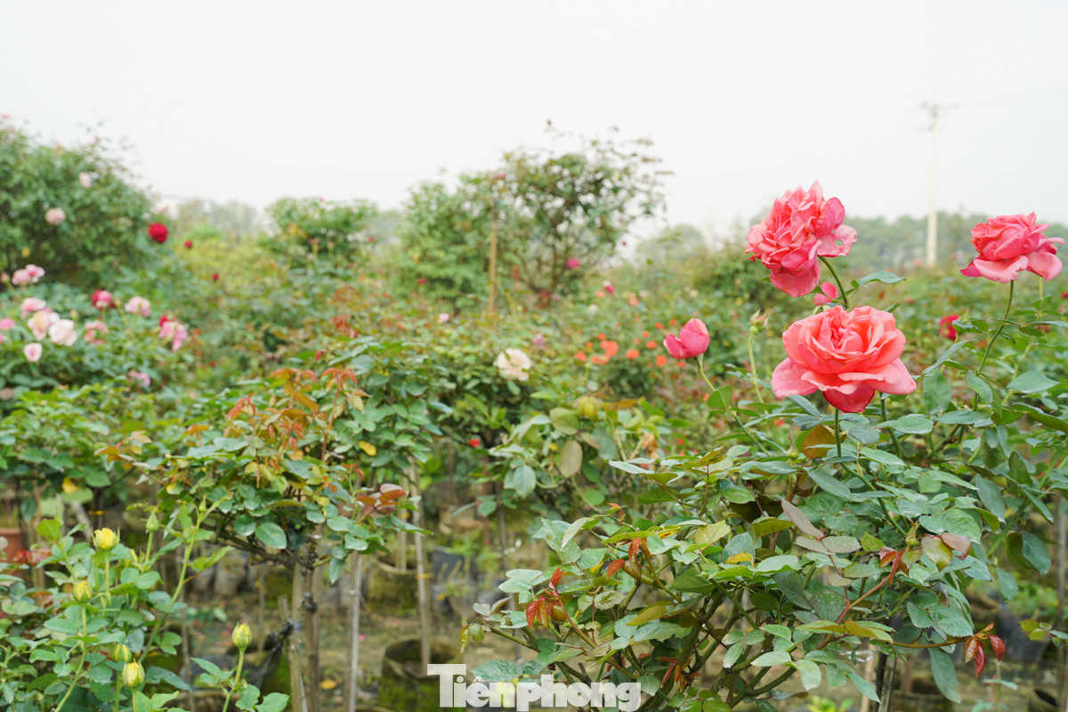 Không chỉ hoa hồng, vùng trồng hoa Mê Linh (Hà Nội) với hơn 600 ha diện tích còn canh tác đa dạng các loài hoa khác như cúc, hoa ly, dạ yến thảo...