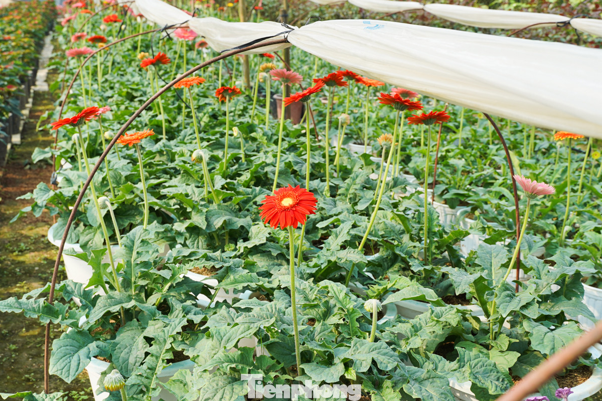 Các loài hoa như dạ yến thảo, ngọc thảo, lay ơn, đồng tiền, hồng và ly... được trồng sẵn trong chậu và ra hàng quanh năm.