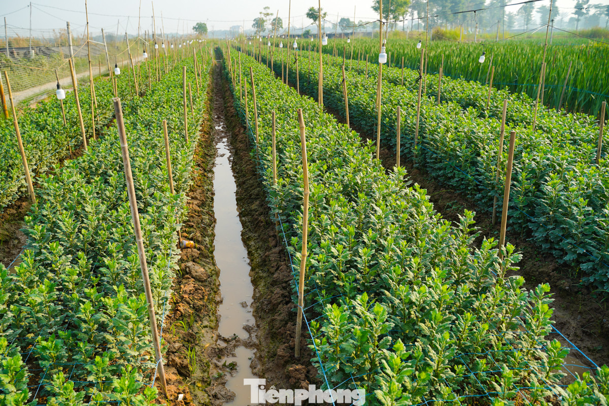 Những thửa ruộng trồng hoa cúc vàng trải dài trên cánh đồng huyện Mê Linh.