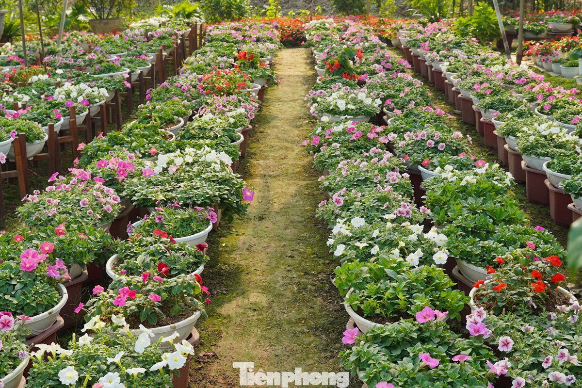 Các loài hoa như dạ yến thảo, ngọc thảo, lay ơn, đồng tiền, hồng và ly... được trồng sẵn trong chậu và ra hàng quanh năm.