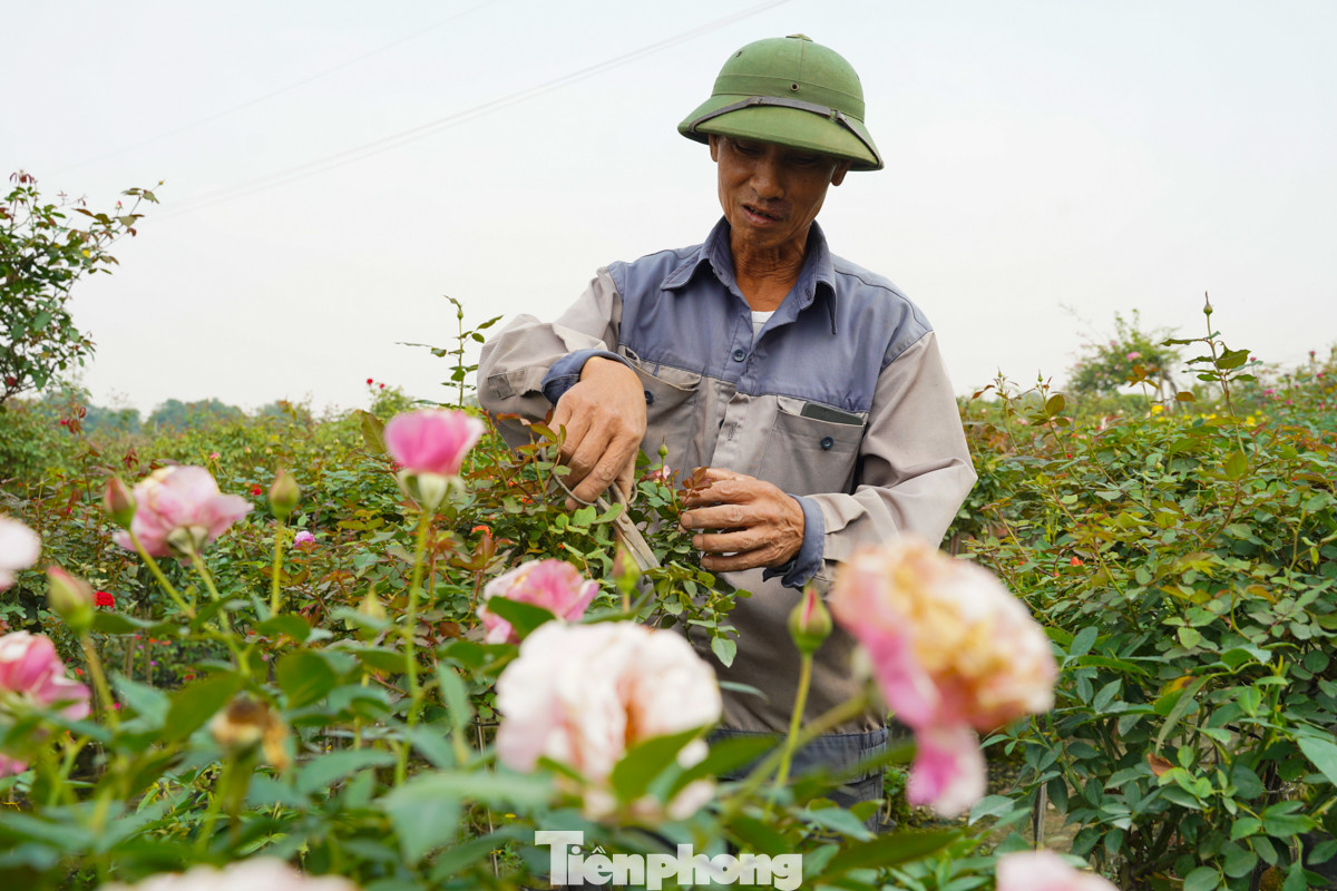 Hoa hồng được người dân nơi đây trồng quanh năm do nhu cầu trang trí và biếu tặng trong các ngày lễ của năm.