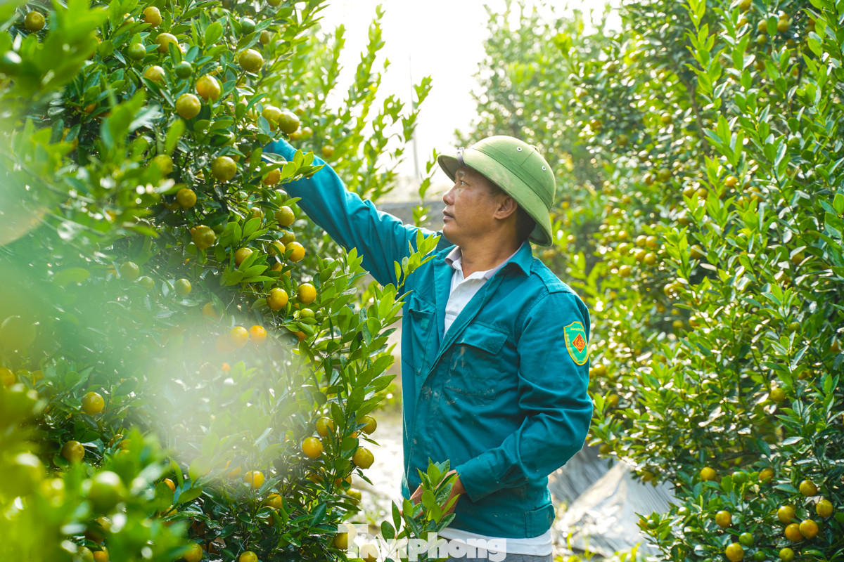 Nhiều lô quất cảnh đã được người dân đặt cọc, chỉ chờ Tết mang về chơi.