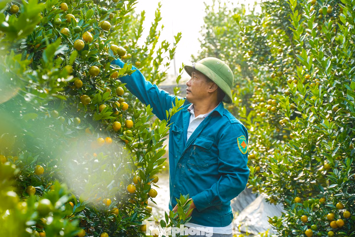 Nhiều lô quất cảnh đã được người dân đặt cọc, chỉ chờ Tết mang về chơi.