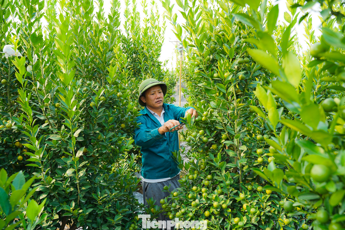 Ông Nguyễn Đức An cho biết, "quất cảnh đang ở trong giai đoạn chăm sóc cuối cùng, một số cây đã có quả vàng ươm rất đẹp"