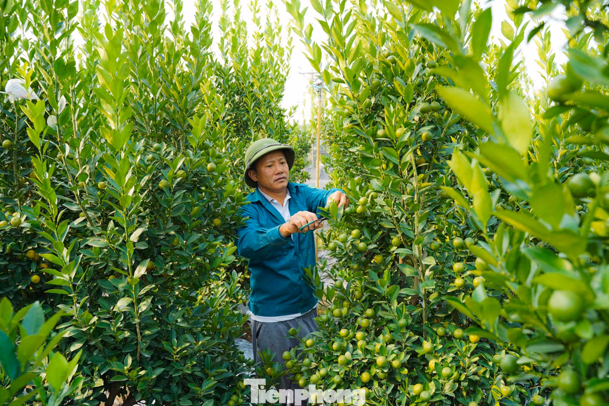 Ông Nguyễn Đức An cho biết, "quất cảnh đang ở trong giai đoạn chăm sóc cuối cùng, một số cây đã có quả vàng ươm rất đẹp"