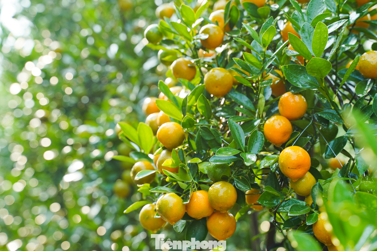 Nhiều lô quất cảnh đã được người dân đặt cọc, chỉ chờ Tết mang về chơi.