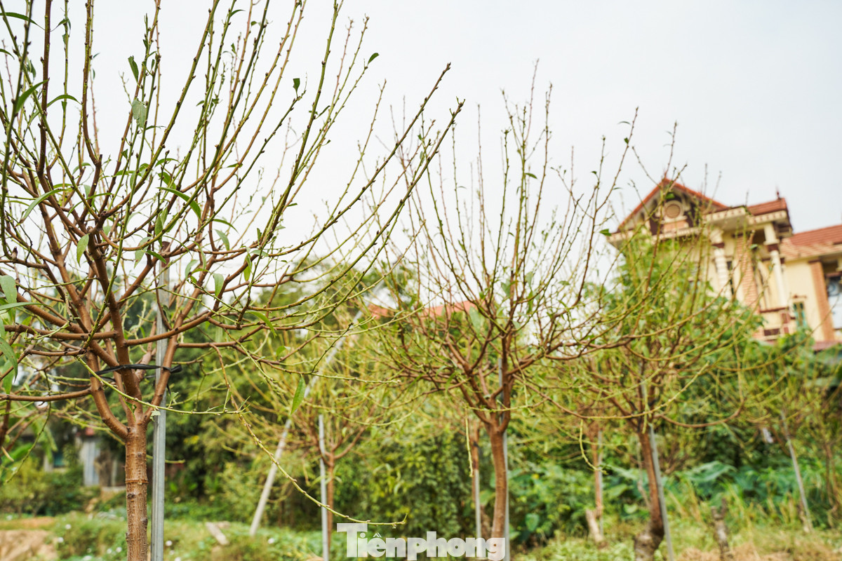 Các hộ trồng đào tại Mê Linh cũng đang hối hả tuốt lá, chuẩn bị cho công đoạn nuôi mắt để thúc đẩy đào ra nụ, sẵn sàng phục vụ dịp Tết Nguyên đán Ất Tỵ 2025.
