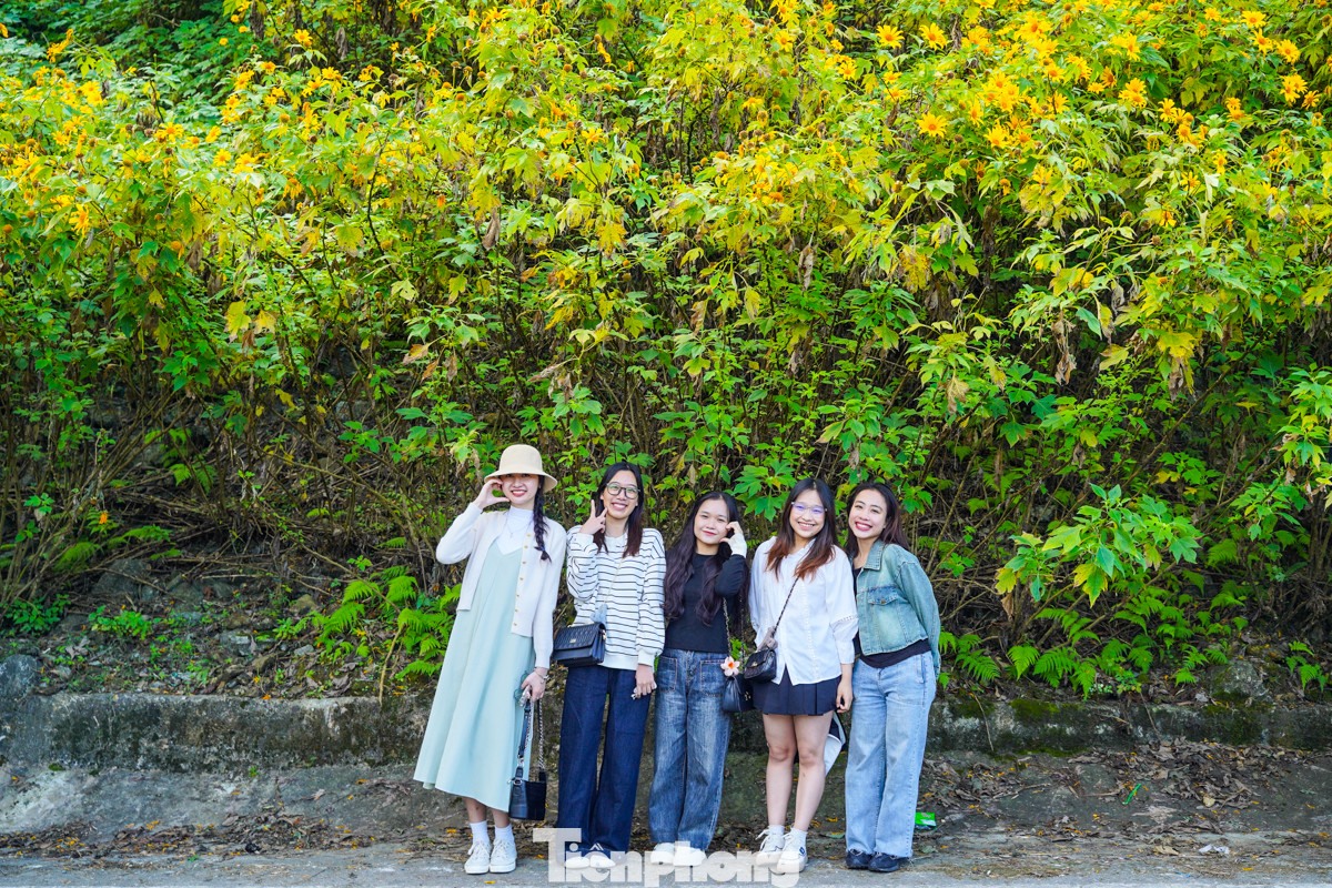 Các bạn trẻ tạo dáng bên hoa dã quỳ.