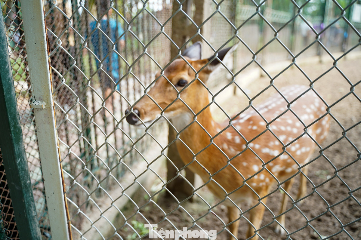 Nhiều em lạ lẫm khi lần đầu nhìn thấy chú voi, sư tử, hươu sao, vượn...