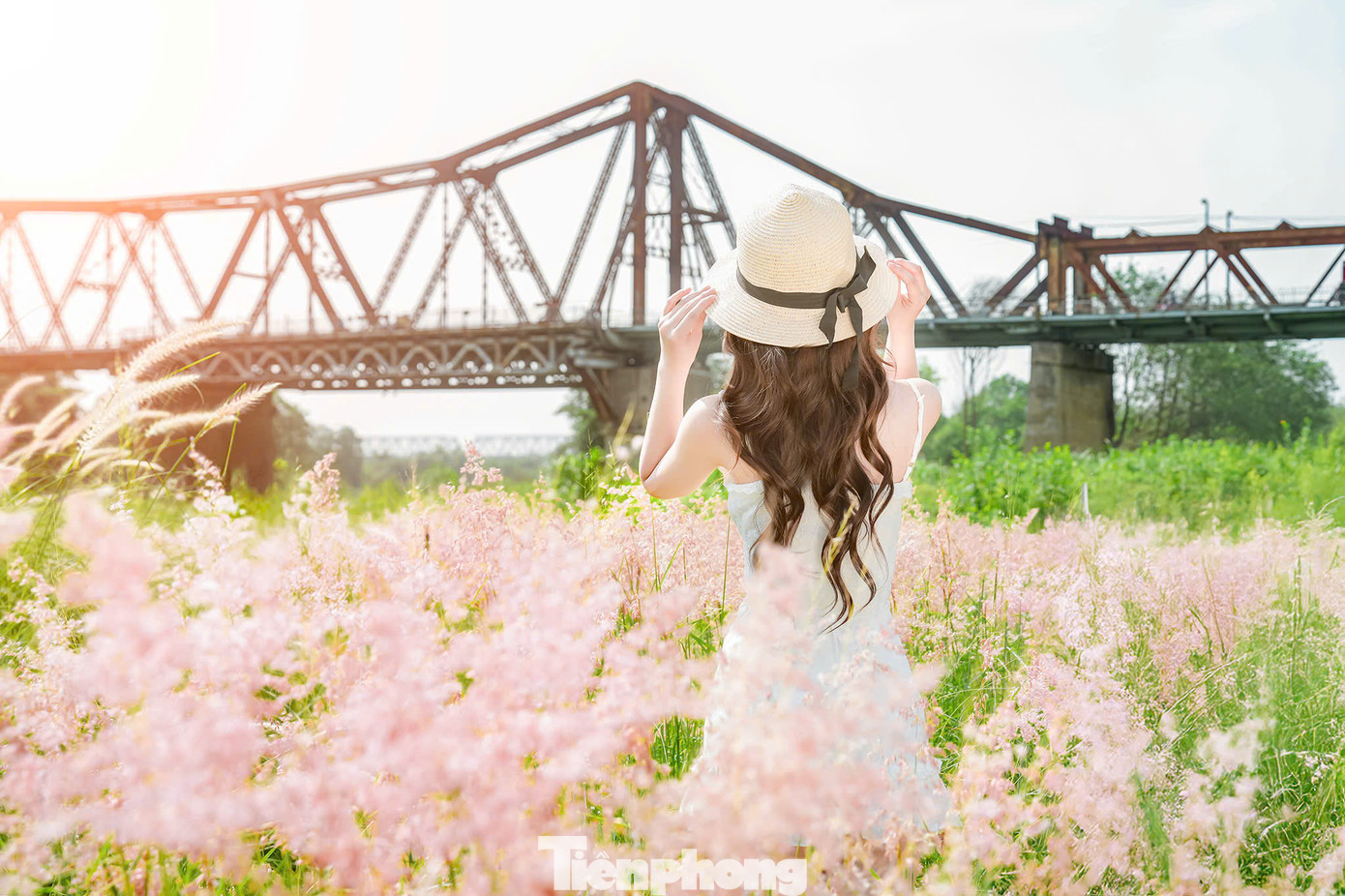 Những bông cỏ hồng lung linh dưới ánh nắng, tạo nên khung cảnh mơ màng và quyến rũ, khiến lòng người mê đắm khi đến tham quan.