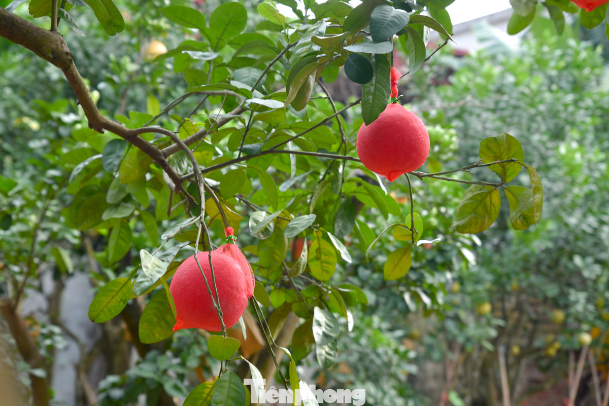 Mỗi năm giống bưởi đỏ này chỉ cho ra một lần quả vào dịp cuối năm, sau khi trồng khoảng 4 năm sẽ cho ra quả. Bưởi có màu xanh, đến giữa tháng 10 Âm lịch bưởi bắt đầu chuyển đỏ từ trong ra ngoài.