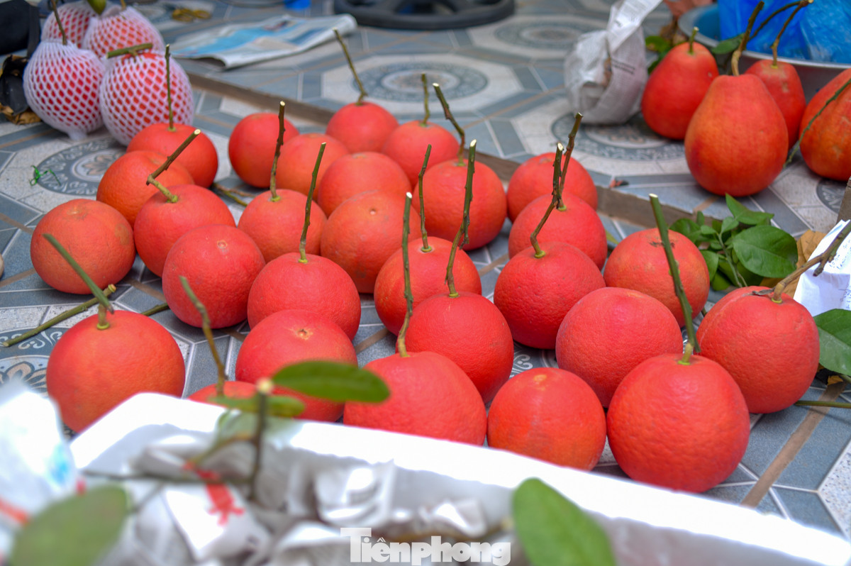 Theo người dân tại đây chia sẻ, giá trung bình một quả bưởi đỏ hiện tại khoảng 80.000 đồng - 150.000 đồng (tuỳ vào quả đẹp, to hay bé), dịp Tết Âm lịch sẽ cao hơn nhiều.