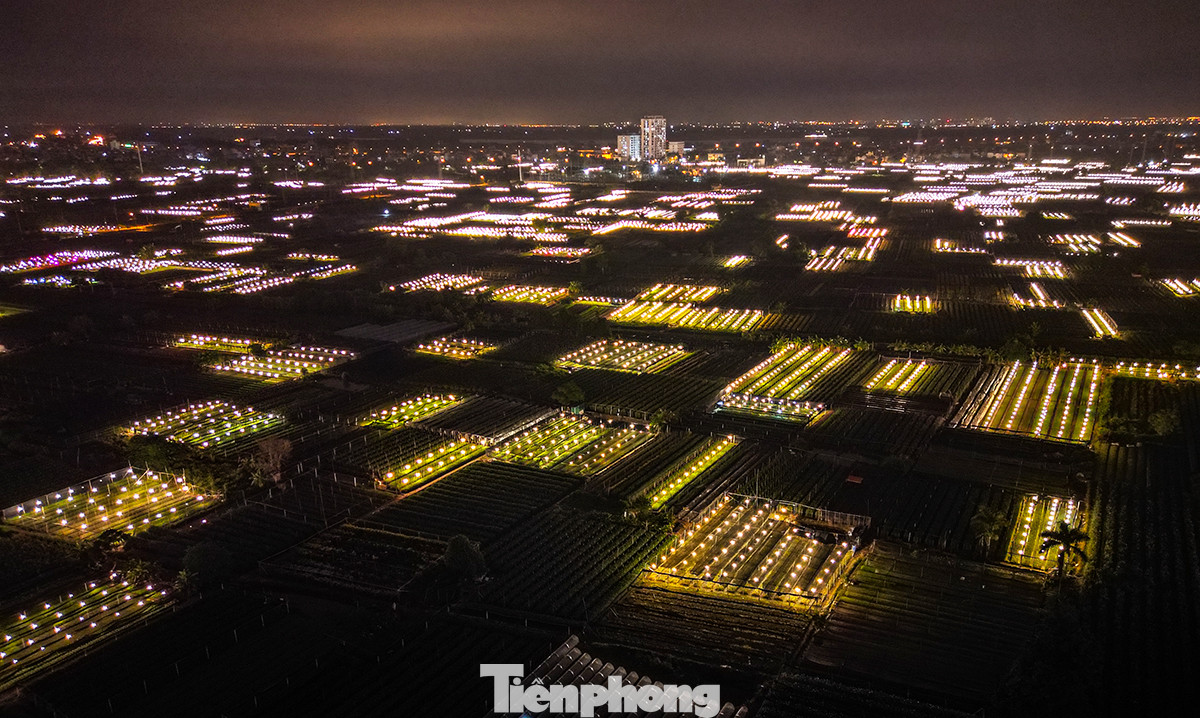 Về đêm, đèn các vườn thắp sáng cả bầu trời khu vực làng hoa Tây Tựu. Các hộ dân ở đây đều dùng phương pháp chong đèn điện, thắp sáng vườn hoa vào ban đêm nhằm “đánh thức”, không cho hoa “ngủ”.