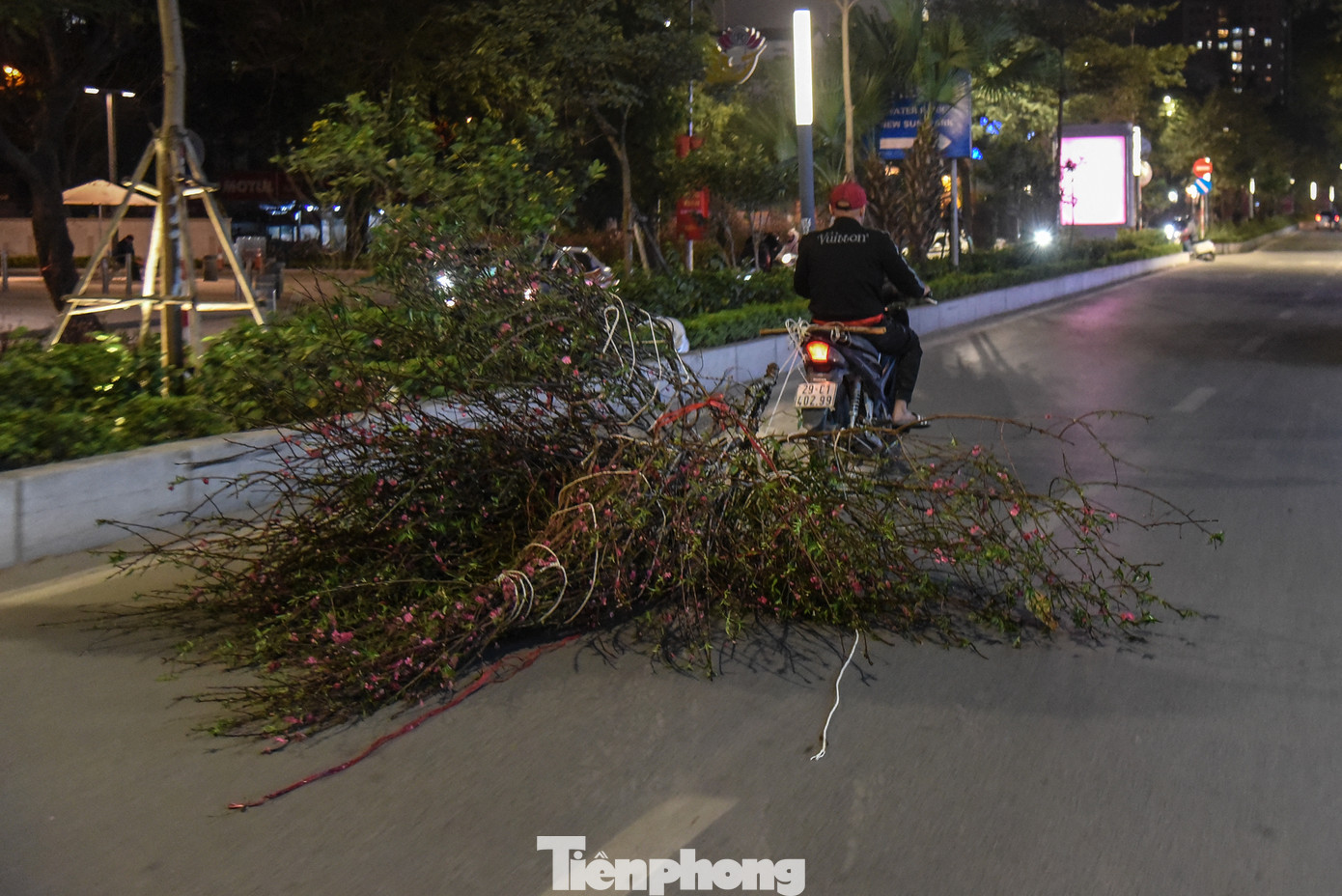 Những cành đào không bán hết được tiểu thương chở để tìm chỗ vứt bỏ.