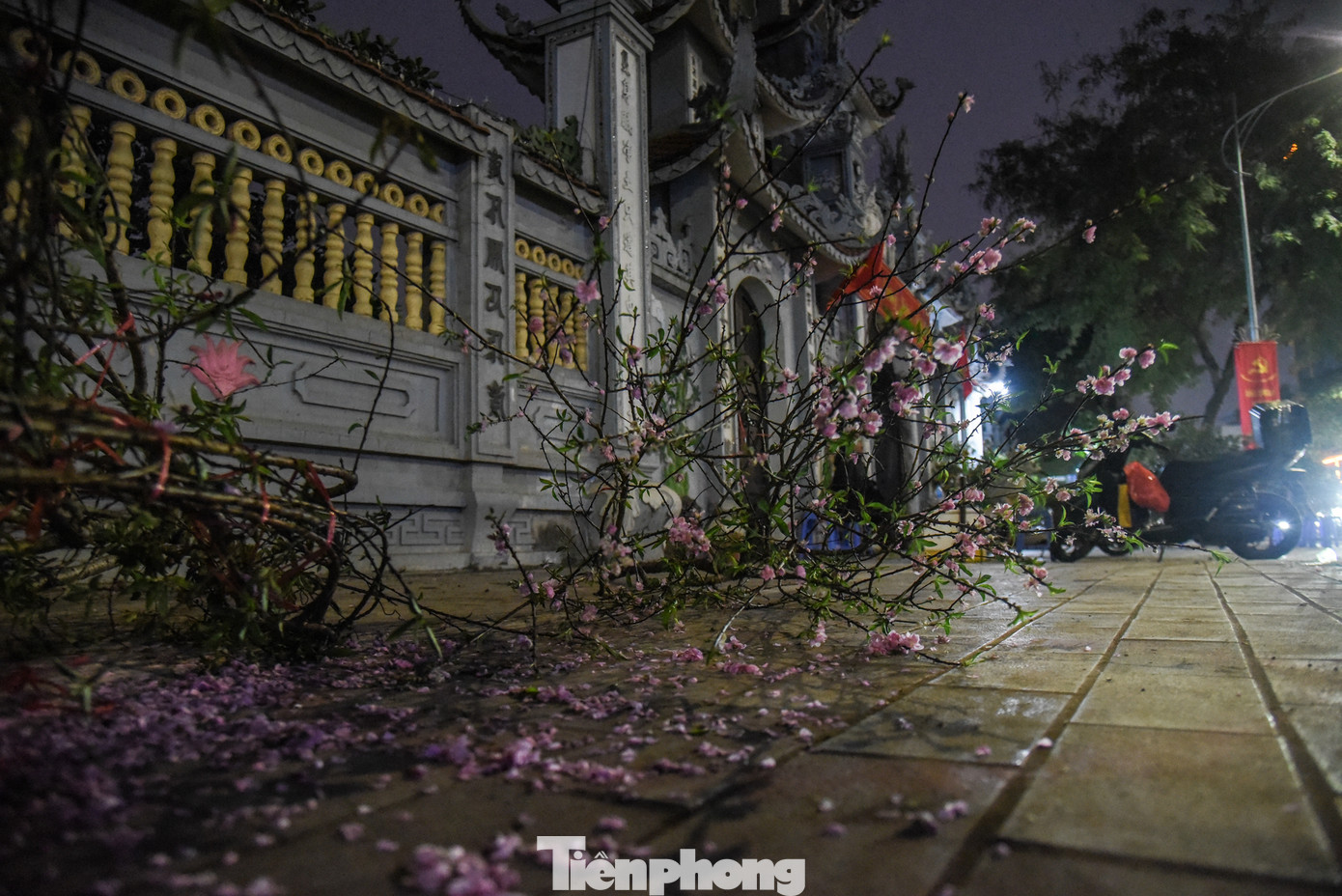 Ông Mạnh (vườn đào Nhật Tân) quyết định cắt bỏ những cành đào chưa bán hết. "Năm nay kinh tế khó khăn, tình trạng chung nhiều nhà, đào 29 Tết chỉ còn 150 - 200 nghìn 1 cành mà vẫn khó bán. Tôi không thể giảm giá sâu hơn nên đành cắt bỏ", ông Mạnh chia sẻ.