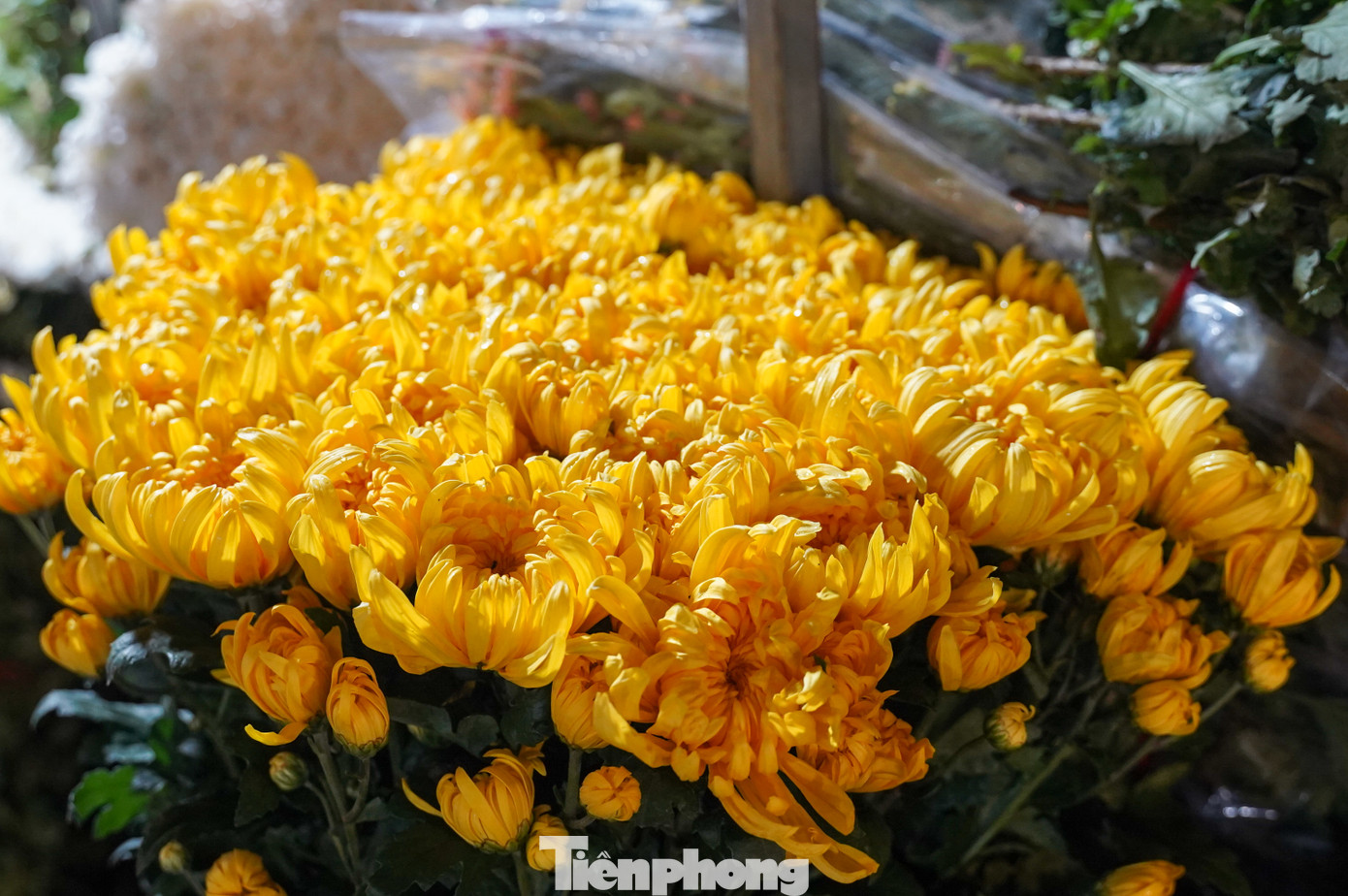 Rất nhiều hoa cúc được các tiểu thương bày ra để bán trong ngày Rằm và ông Công ông Táo nhưng không có khách đến hỏi mua. Rất nhiều hoa cúc được các tiểu thương bày ra để bán trong ngày Rằm và ông Công ông Táo nhưng không có khách đến hỏi mua.