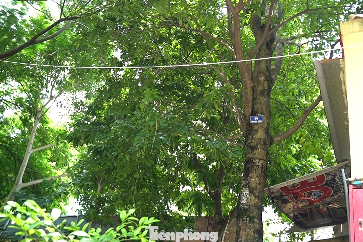 Cây lộc vừng Tổng Bí thư Nguyễn Phú Trọng trồng trong dịp về thăm nhà trường năm 2014.