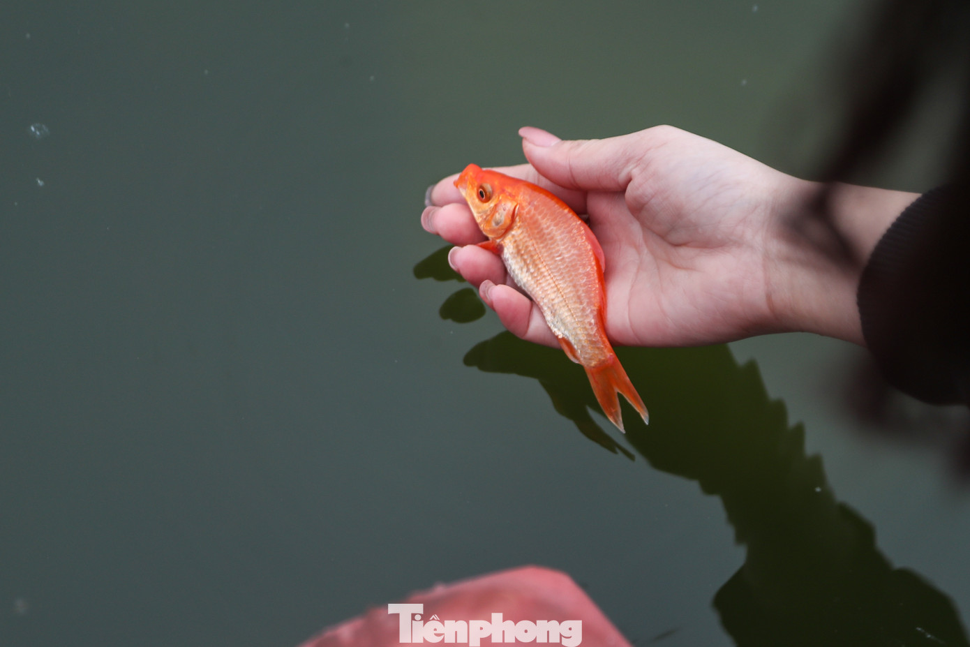 Cá chép được coi là "phương tiện" đưa Táo quân về Trời, cá được thả xuống ao, hồ, cũng là hành động phóng sinh.