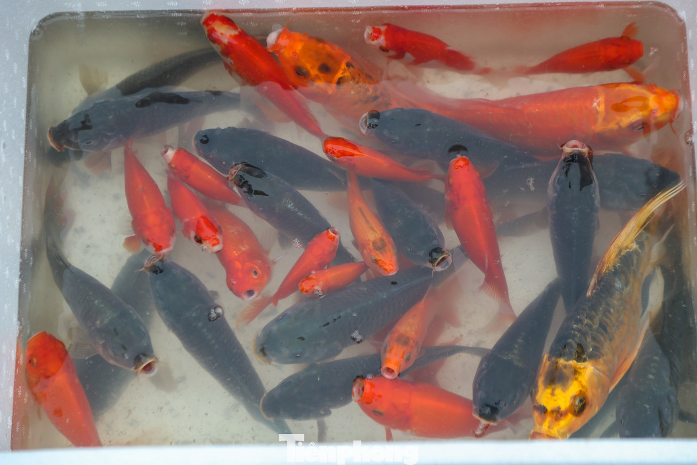 Nhiều loại cá chép được người dân lựa chọn để thả trong ngày 23 tháng Chạp.