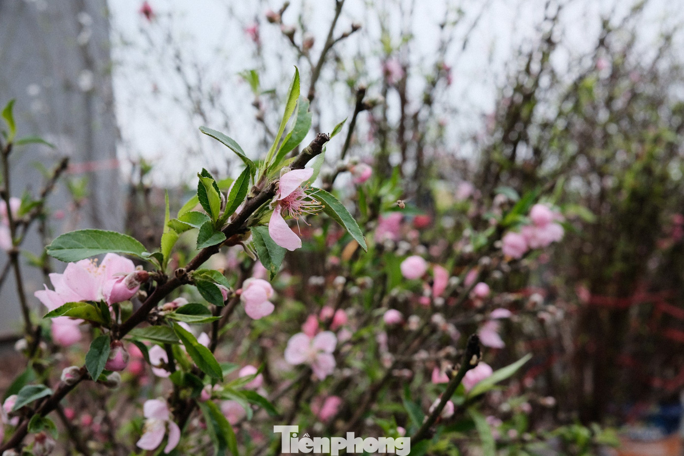 Các cành đào trước Tết bán với giá 800.000-1.000.000 thì nay chỉ còn 200.000-300.000 VNĐ.