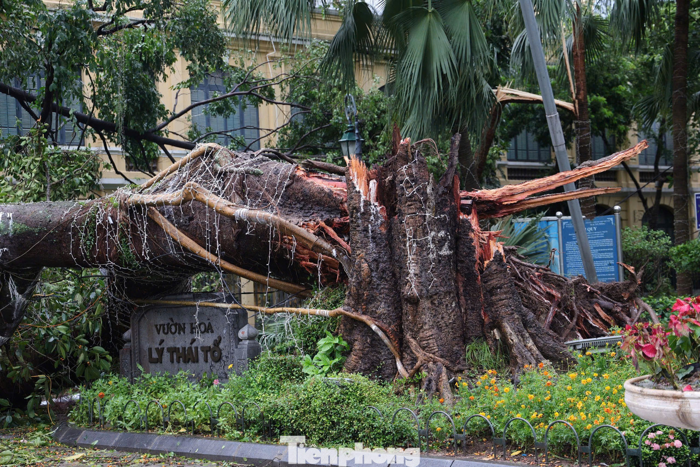 Tại vườn hoa Lý Thái Tổ, cây to bị gãy làm đôi.