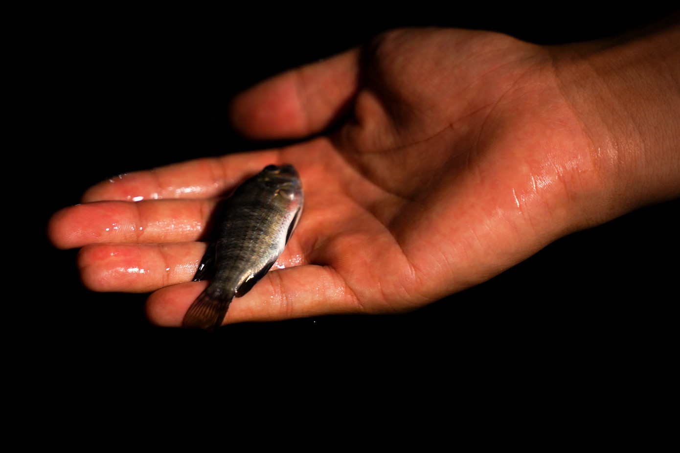 Việc bắt cá khá dễ dàng do nước trong công viên vẫn còn nông, cá mắc kẹt lại ở các vũng ngập quanh lối đi và bãi cỏ.