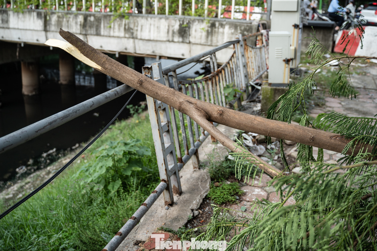 Một nhánh cây lớn gãy đổ, nằm vắt ngang qua lan can ven sông Tô Lịch.
